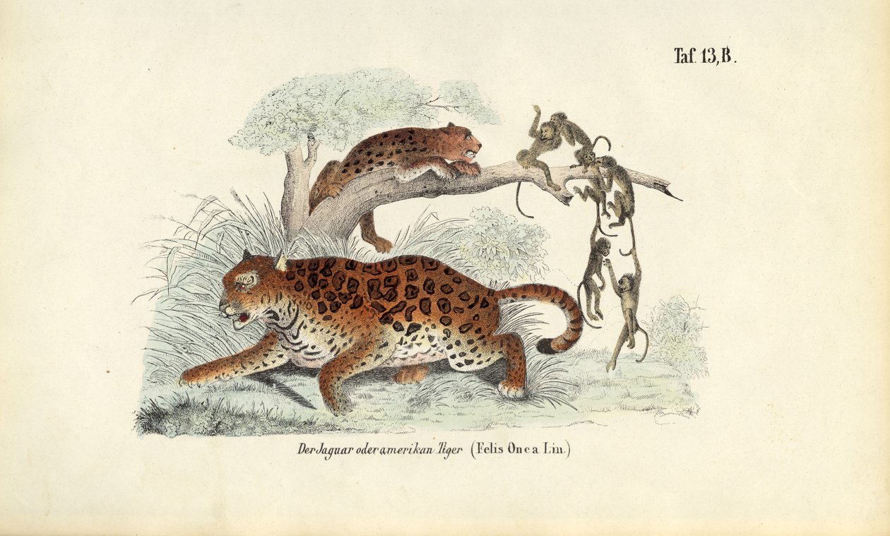 Jaguar e macacos de J. W. Tenhaeff