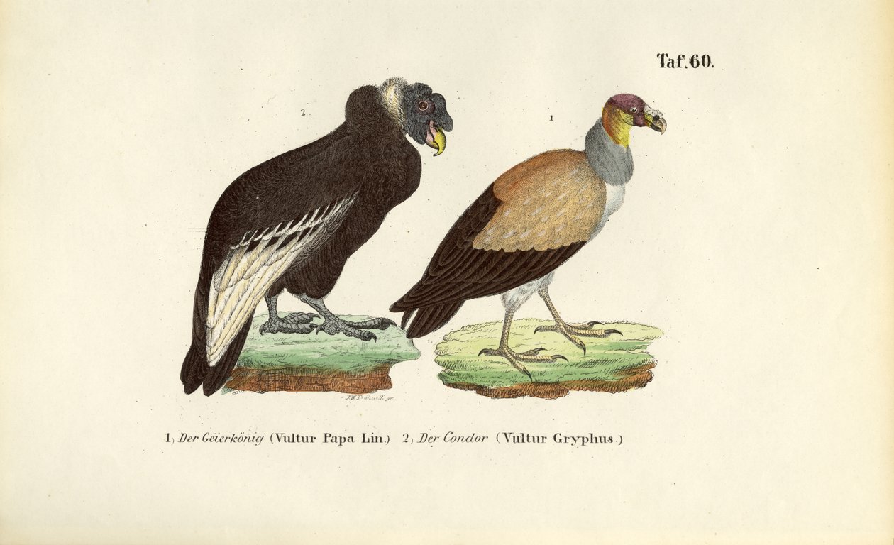 Abutre-rei e Condor dos Andes de J. W. Tenhaeff