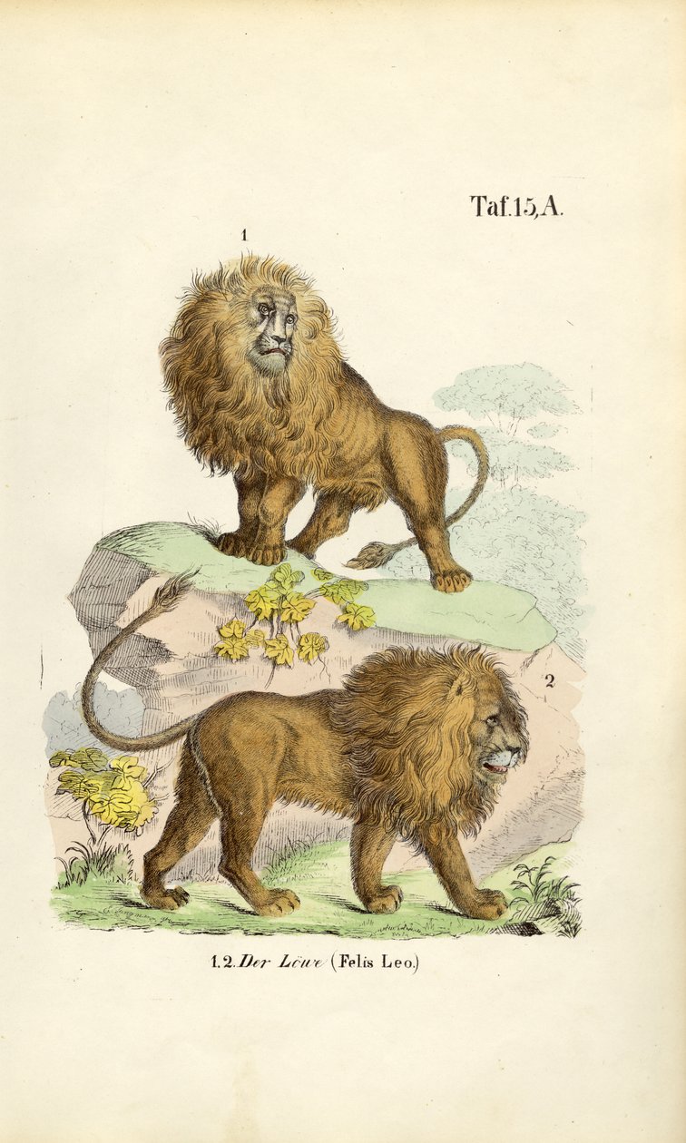 Leões em diferentes poses de J. W. Tenhaeff
