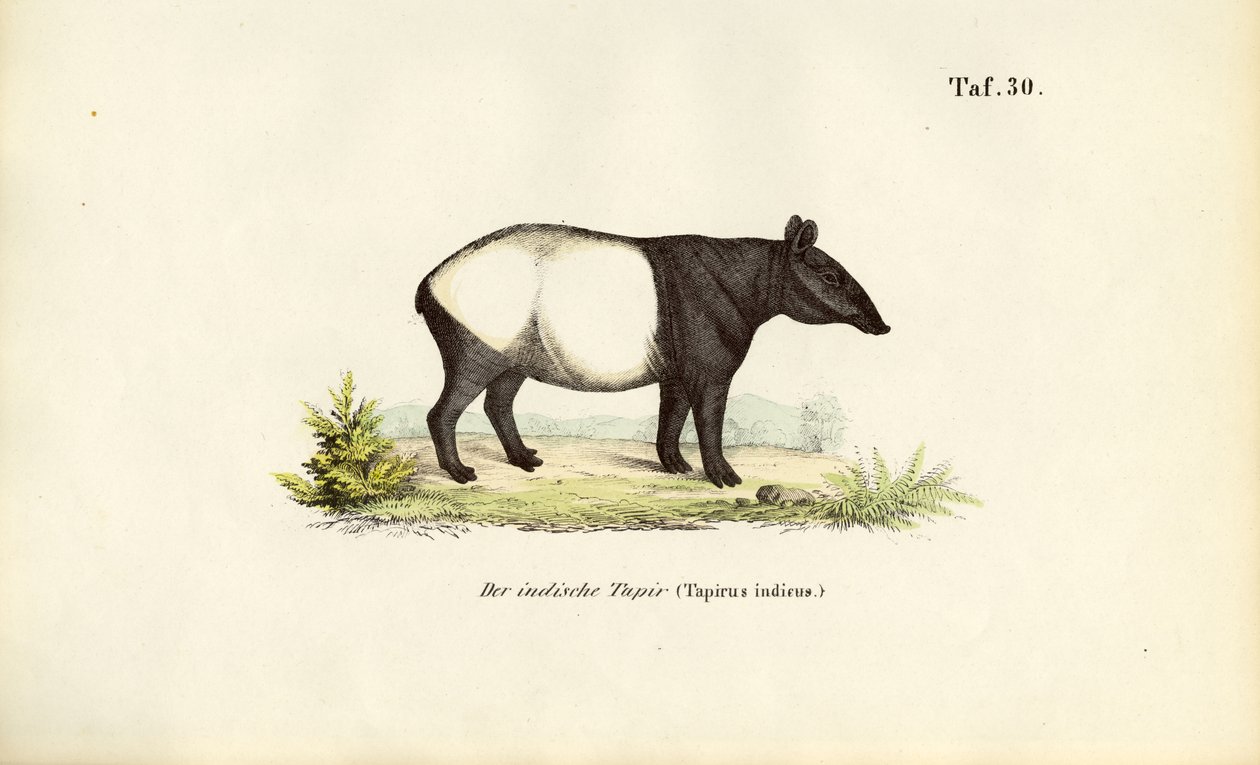 Anta da Malaia de J. W. Tenhaeff