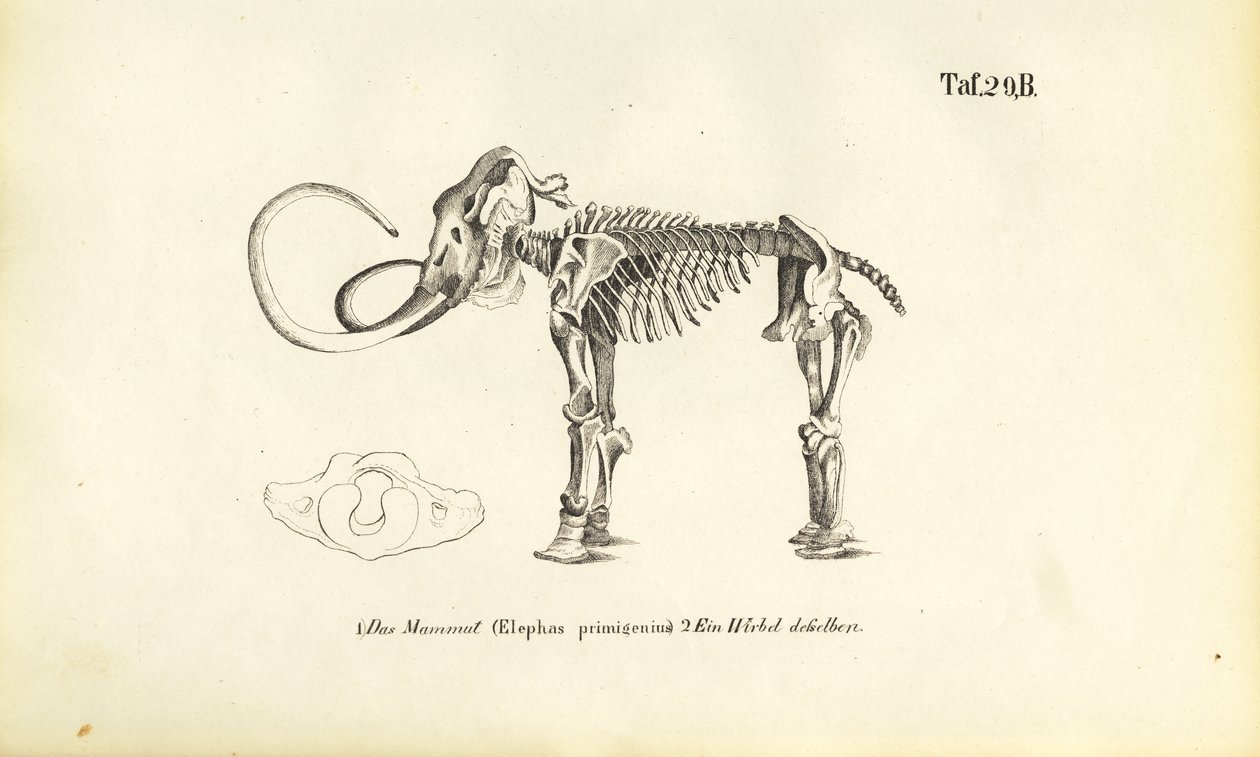 Esqueleto de mamute de J. W. Tenhaeff