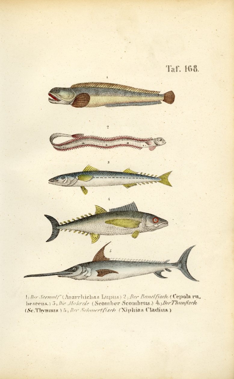 Peixes marinhos das águas europeias de J. W. Tenhaeff