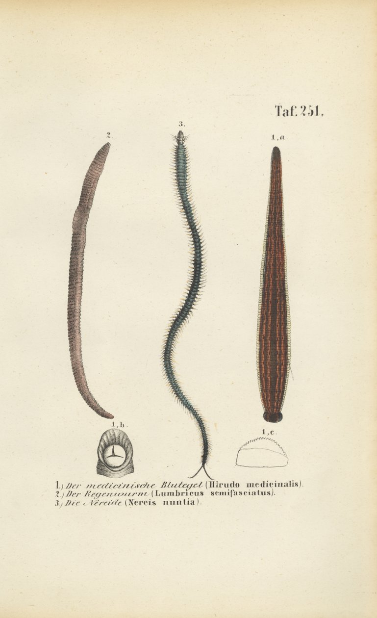 Sanguessugas medicinais, minhocas e nereidas de J. W. Tenhaeff