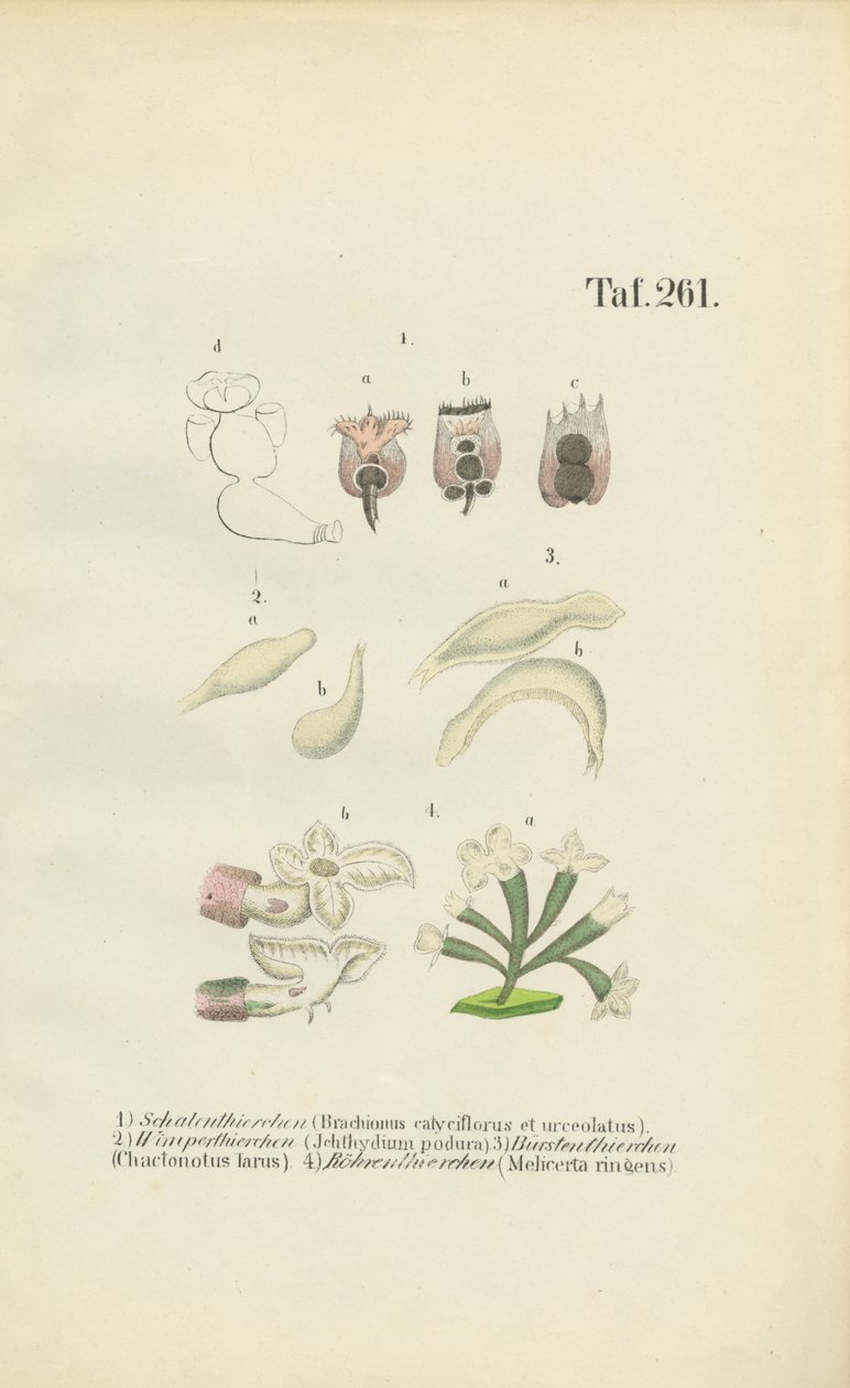Rotiferos Microscópicos: Brachionus, Ichthyidium, Chaetonotus e Melicerta de J. W. Tenhaeff