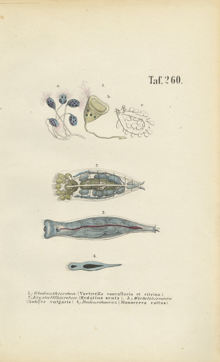 Organismos Microscópicos Unicelulares: Bichos-de-sete-cabeças, rotíferos e vermes chatos de J. W. Tenhaeff