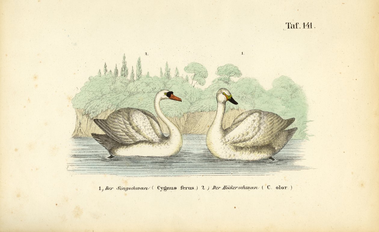 Cisne mudo e cisne bravo de J. W. Tenhaeff