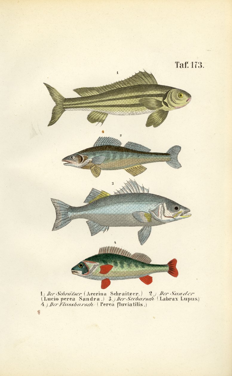 Peixes nativos de água doce | J. W. Tenhaeff