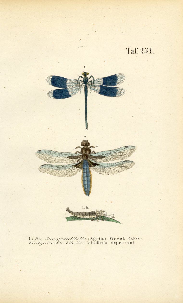 Espécies de libélulas nativas com desenvolvimento larvar de J. W. Tenhaeff