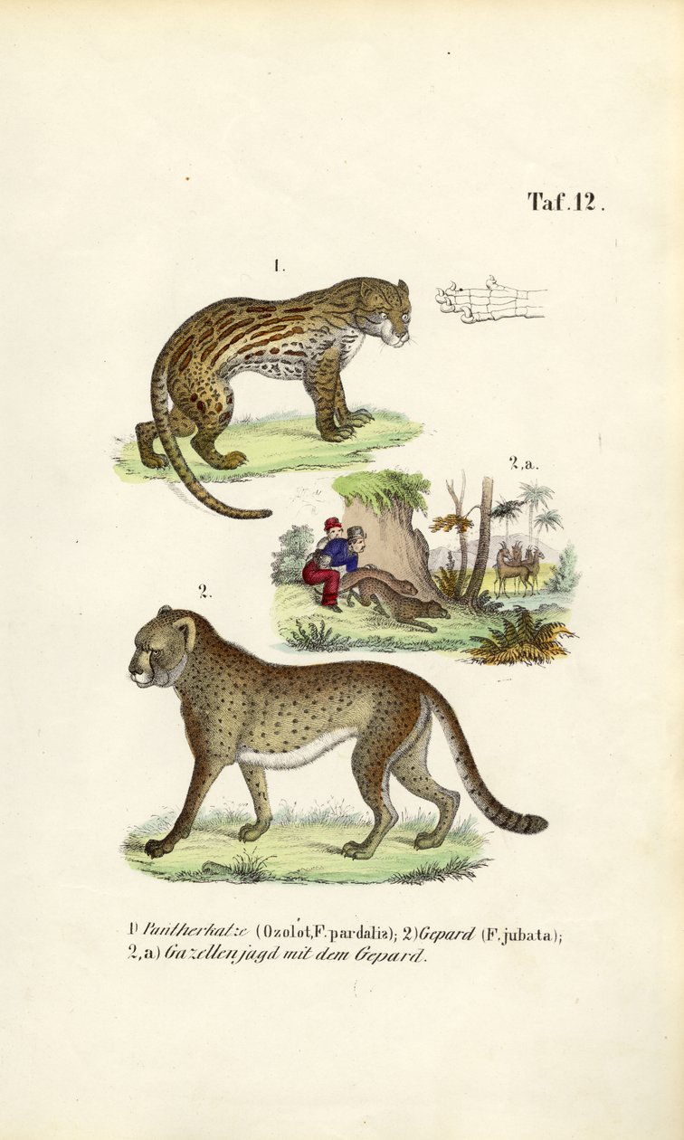 Caça à jaguatirica, à chita e ao guepardo de J. W. Tenhaeff