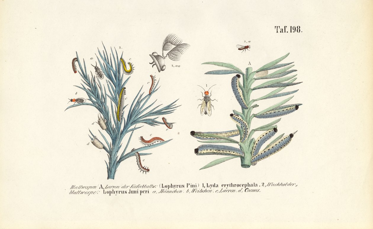 Larvas de mosca-serra do pinheiro e seu desenvolvimento de J. W. Tenhaeff