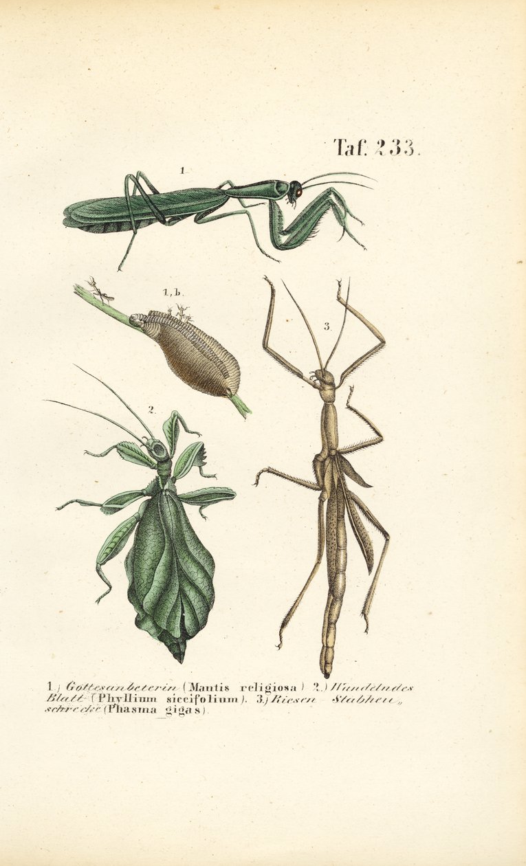 Louva-a-deus e insectos-pau de J. W. Tenhaeff