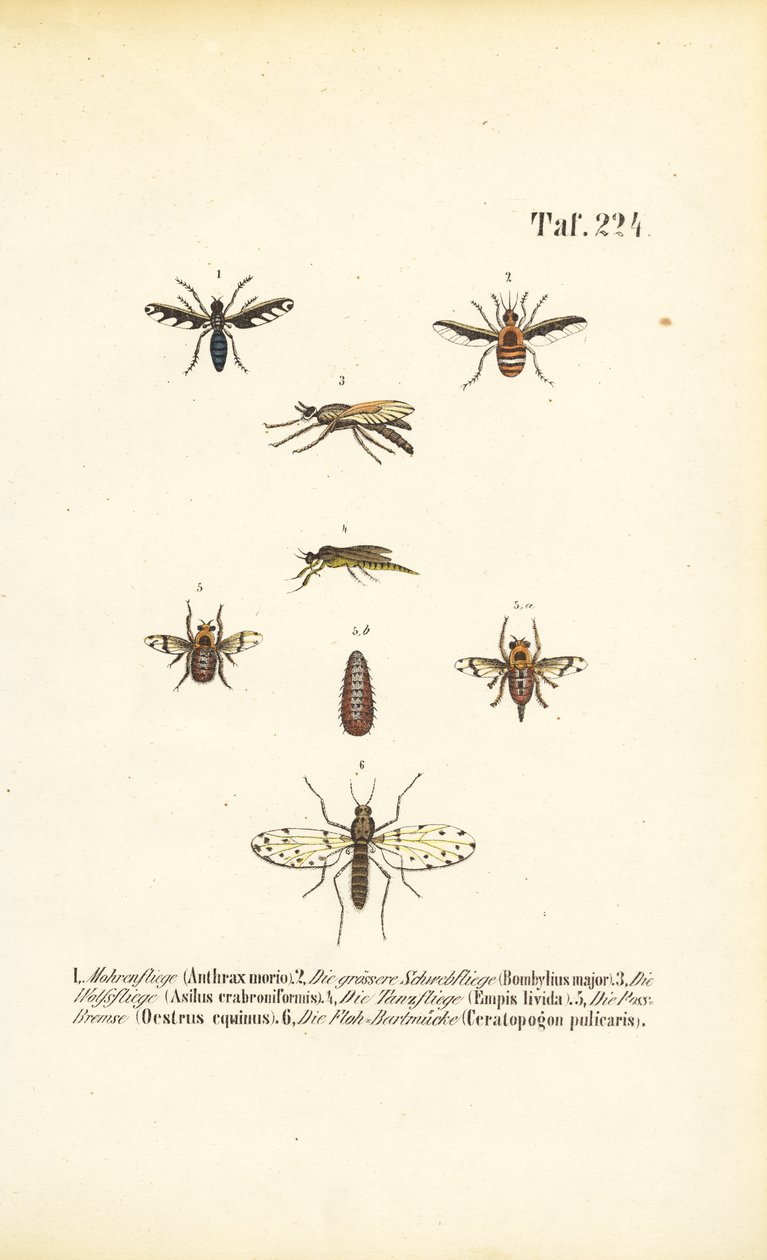 Espécies de moscas predadoras e parasitas de J. W. Tenhaeff