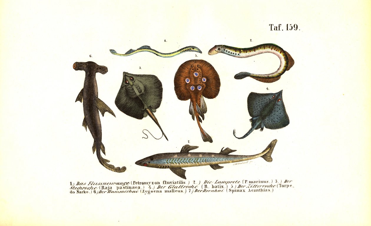 Peixes e raias primitivos de J. W. Tenhaeff