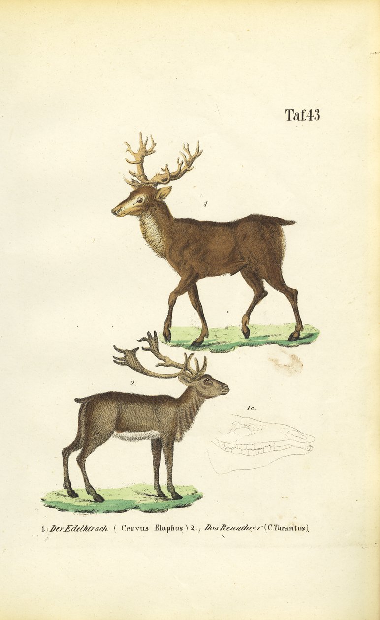 Cervos vermelhos e renas de J. W. Tenhaeff