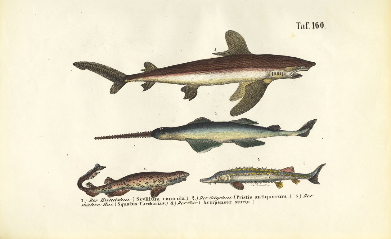 Tubarões e peixes do tipo esturjão de J. W. Tenhaeff