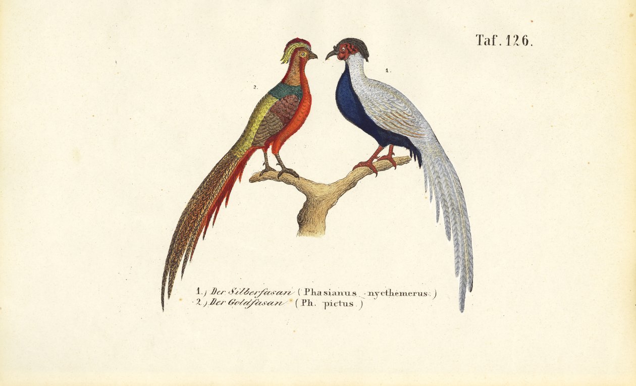 Faisão prateado e faisão dourado de J. W. Tenhaeff