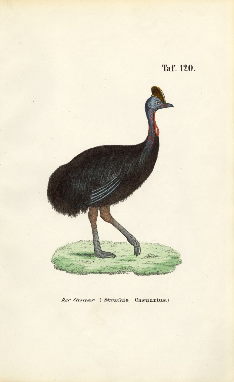 Cassowary do Sul de J. W. Tenhaeff