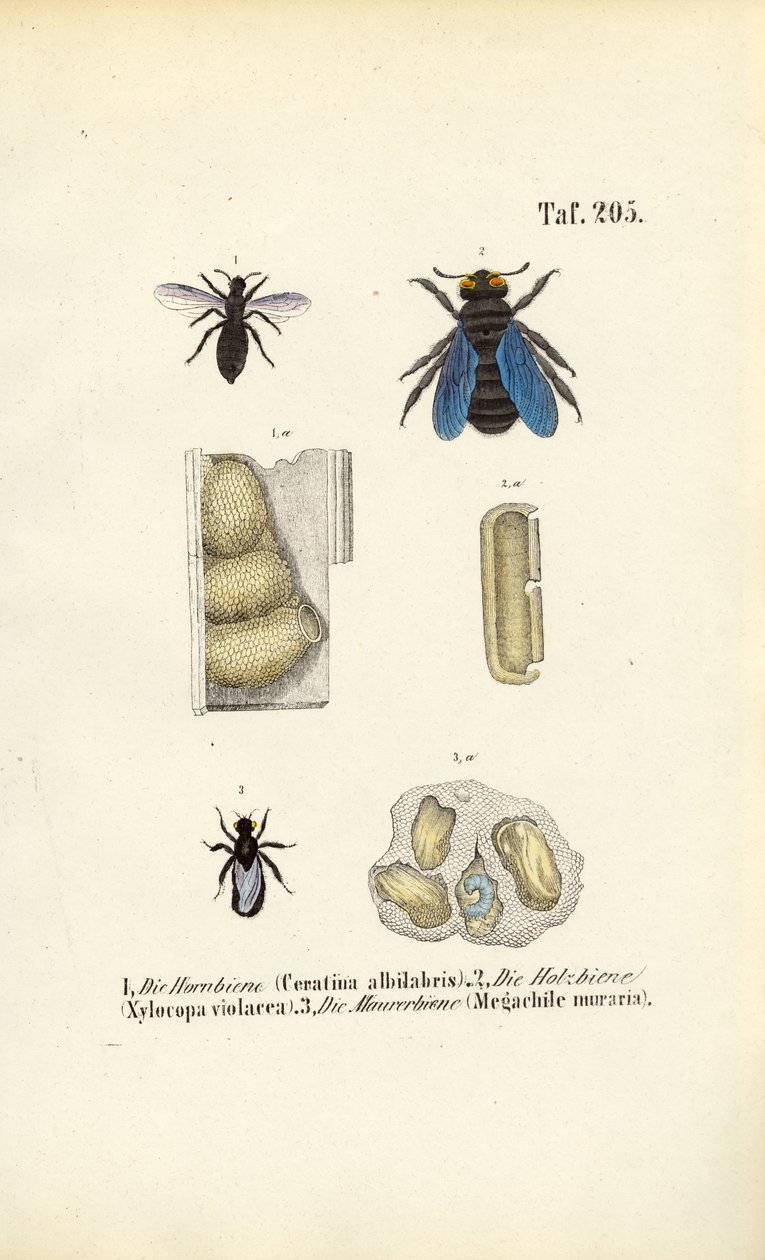 Espécies de abelhas especializadas e suas estruturas de nidificação de J. W. Tenhaeff