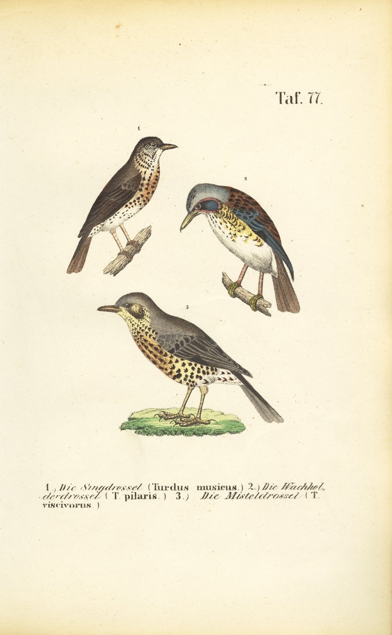 Três espécies de tordos de J. W. Tenhaeff