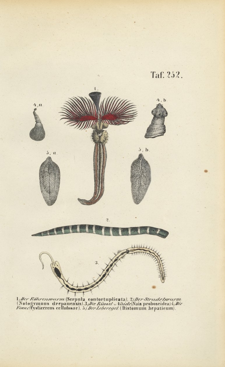 Tube Worm, Flatworm e Parasitas de J. W. Tenhaeff