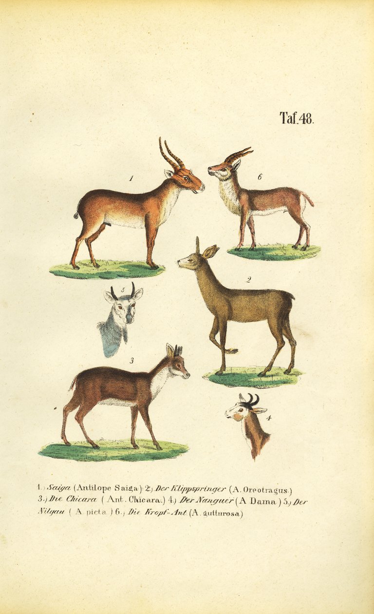 Várias espécies de antílopes de J. W. Tenhaeff