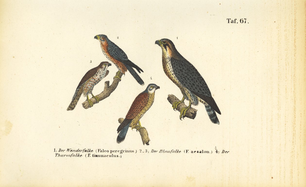 Várias espécies de falcões de J. W. Tenhaeff