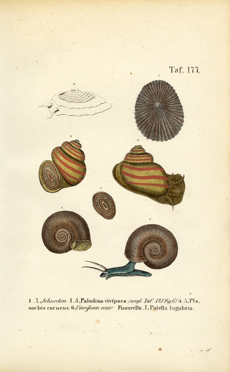 Vários caracóis de água doce e lapas de J. W. Tenhaeff