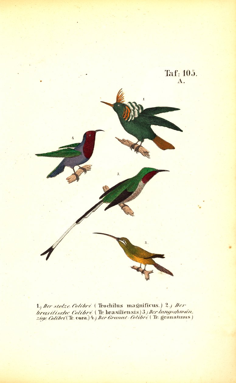 Várias espécies de beija-flores de J. W. Tenhaeff