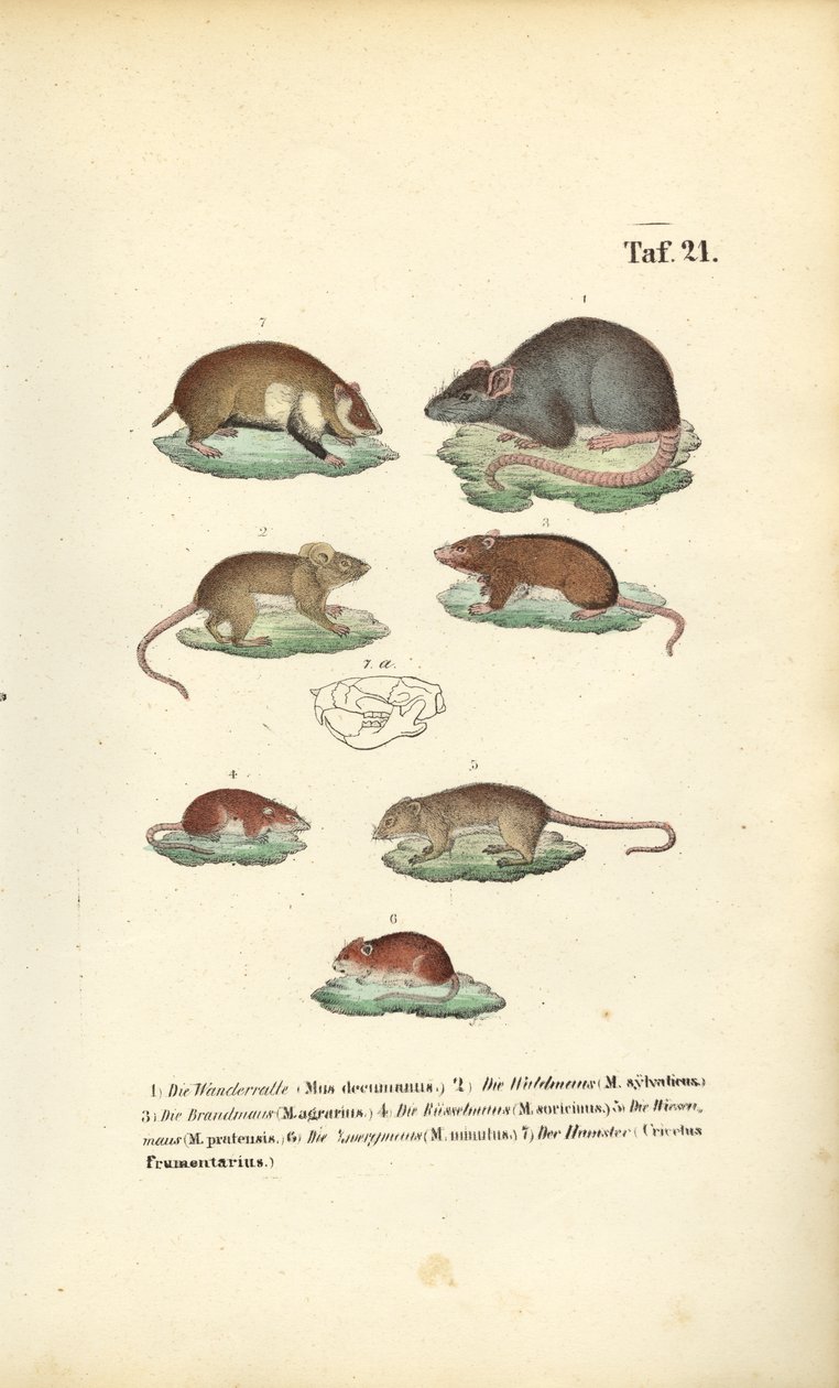 Várias espécies de Muridae de J. W. Tenhaeff