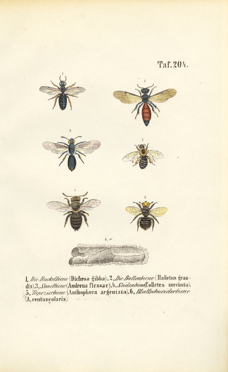 Várias espécies de abelhas selvagens da Europa Central de J. W. Tenhaeff
