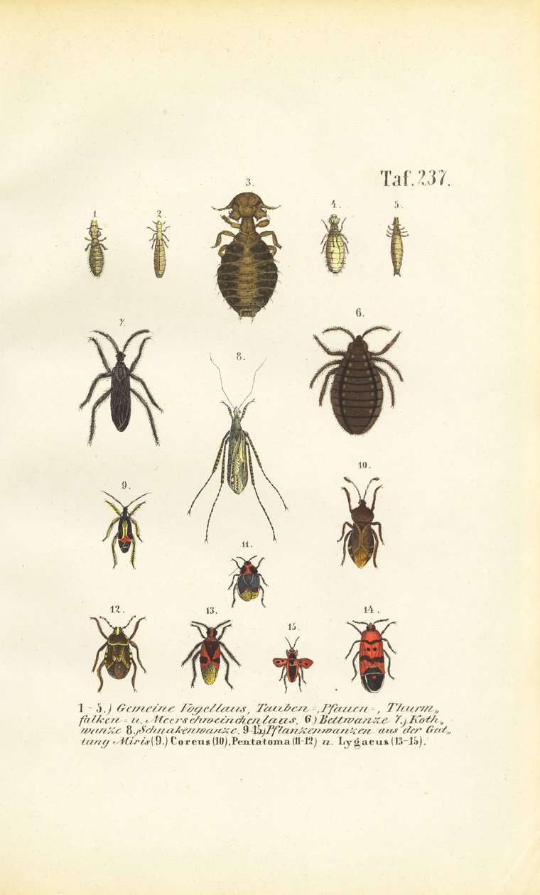 Vários parasitas e insectos verdadeiros de J. W. Tenhaeff