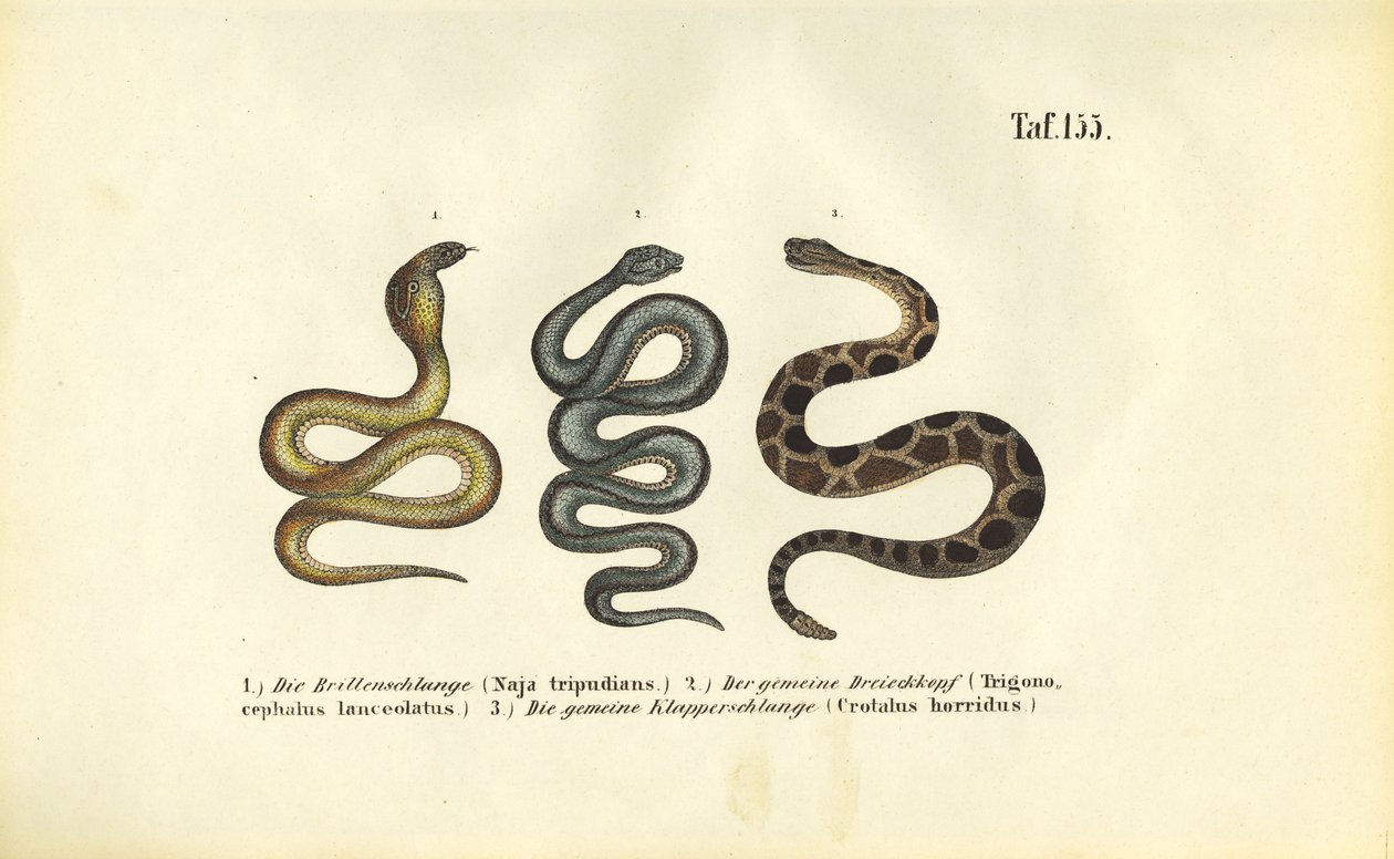 Cobras venenosas: Cobra-da-índia, Fer-de-lance e cascavel-da-madeira de J. W. Tenhaeff