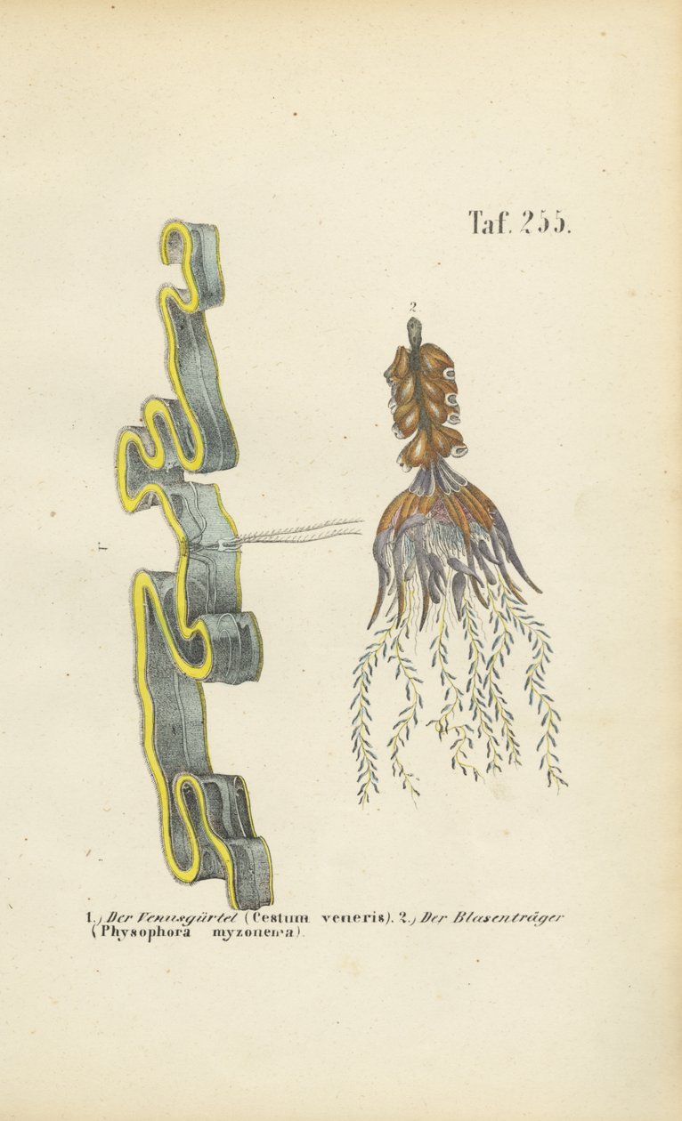 Cinta de Vénus e Erva de Bexiga de J. W. Tenhaeff