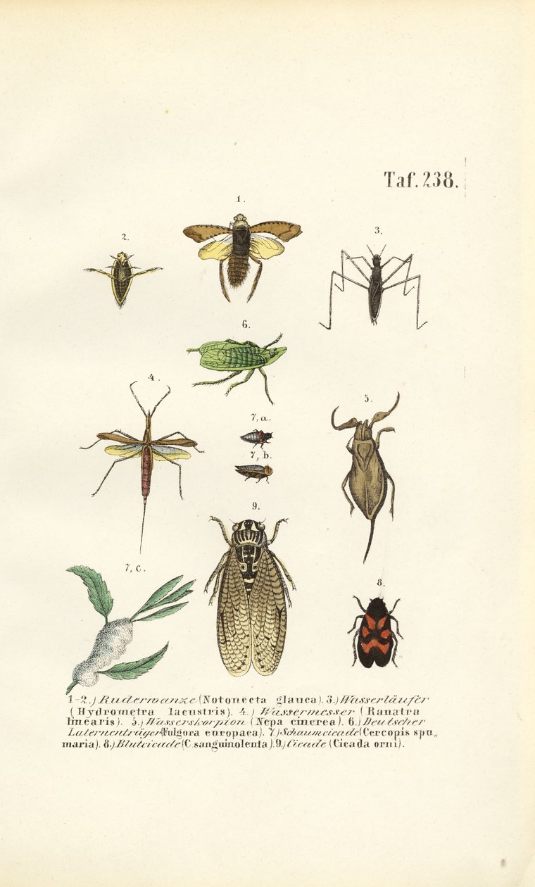 Insectos aquáticos e outros insectos de J. W. Tenhaeff