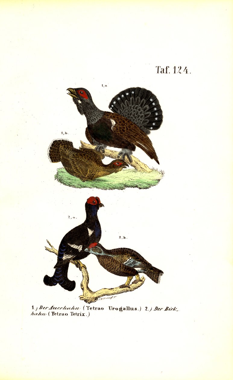 Tetraz e galo silvestre de J. W. Tenhaeff