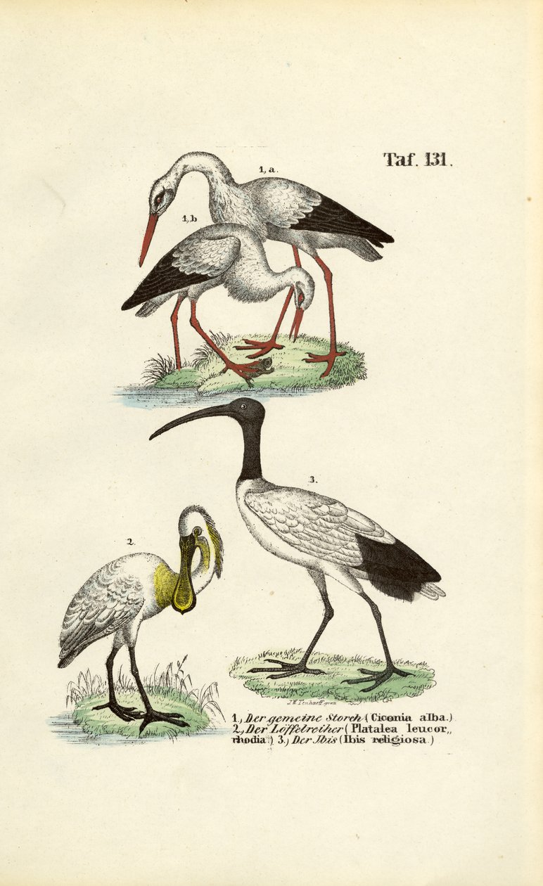 Cegonha branca, colhereiro e íbis-sagrado de J. W. Tenhaeff