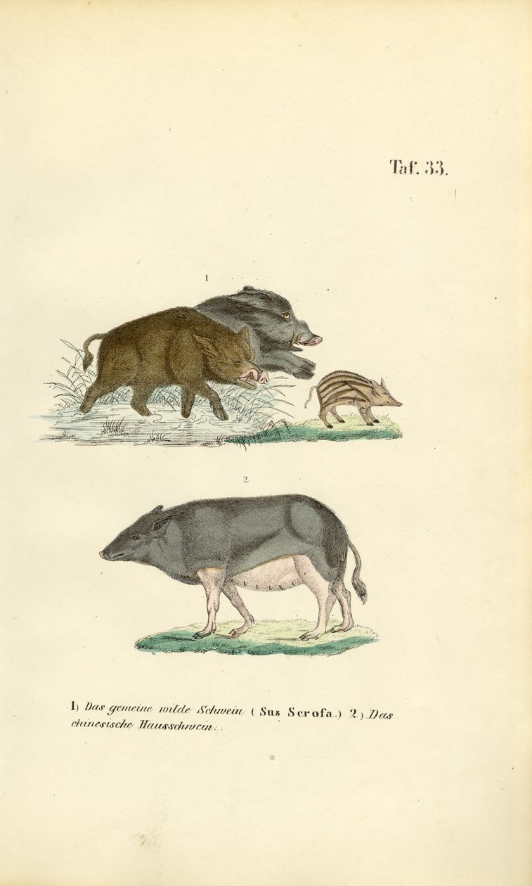 Javalis e porcos domésticos de J. W. Tenhaeff