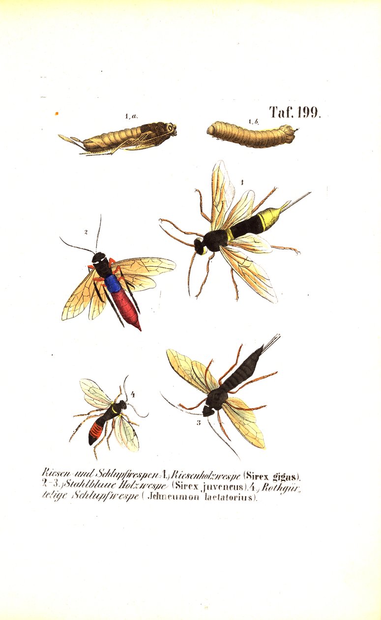 Vespas da madeira e vespas ichneumon de J. W. Tenhaeff