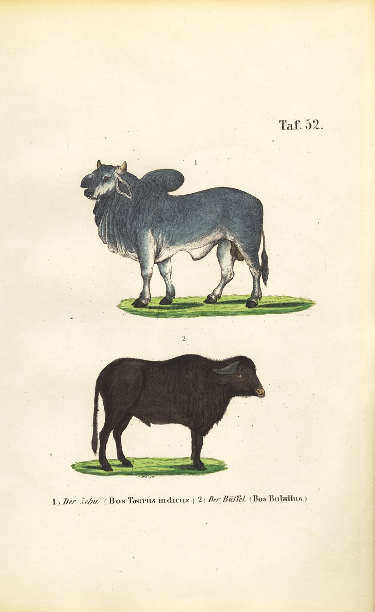  de J. W. Tenhaeff