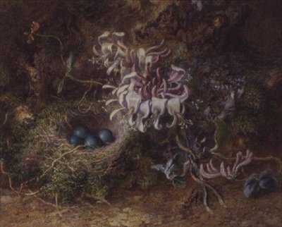 Ninho de Pássaro e Madressilva de Jabez Bligh