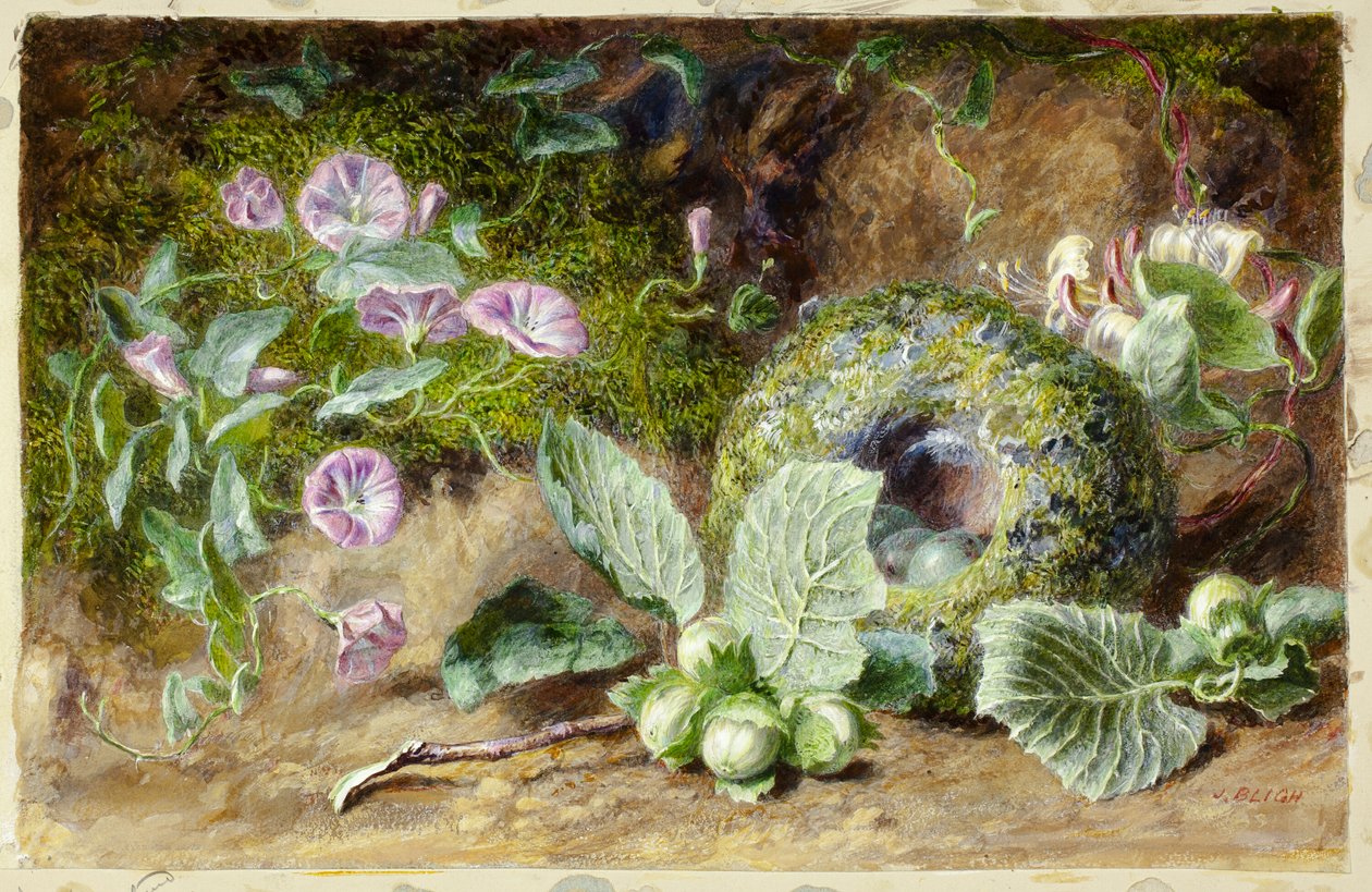 Convobuli e Nest de Jabez Bligh