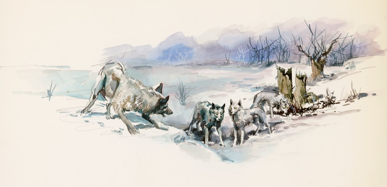 Pacote de lobos, de Call of Wild, romance de aventura de Jack London (1876-1916), desenho de Jack London