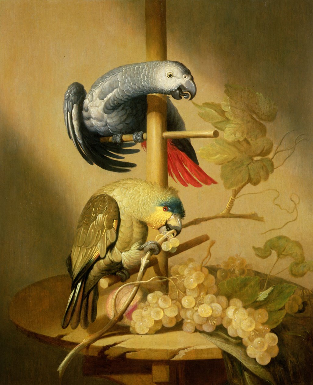Um, africano, cinzento, e, um, laranja, winged, amazon papagaio, ligado, um, poleiro, com, uvas de Jacob Fransz van der Merck