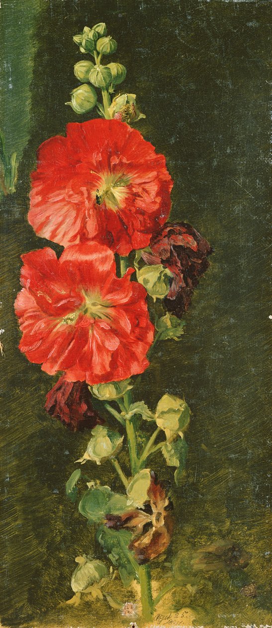Uma Stockrose, 1827 de Jacob Gensler