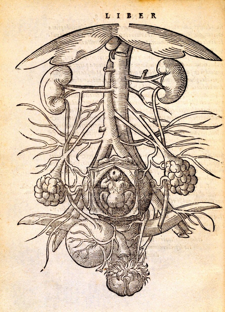 Sistema de reprodução feminina grávida, 1554 de Jacob Rueff