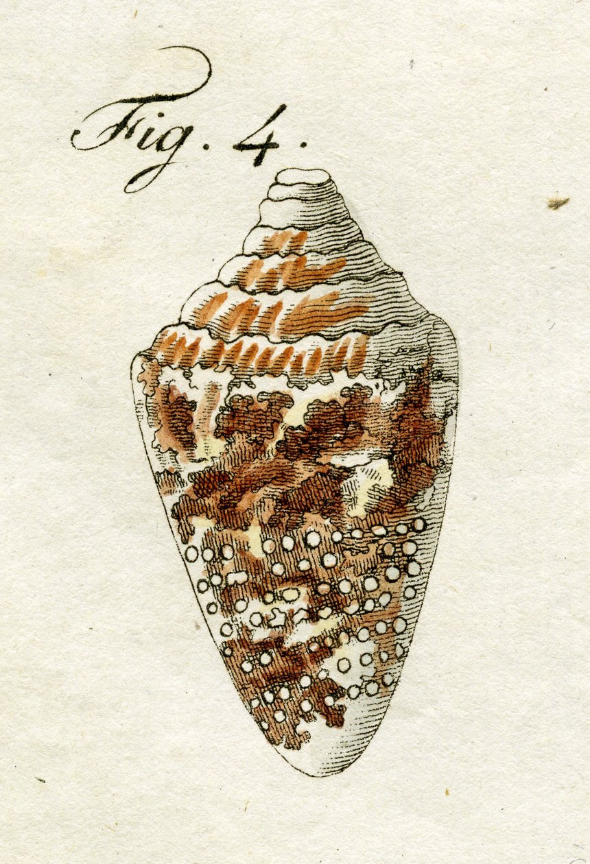 Ilustração de Conus Ammiralis, 1790 (gravura colorida à mão) de Jacob Xavier Schmuzer