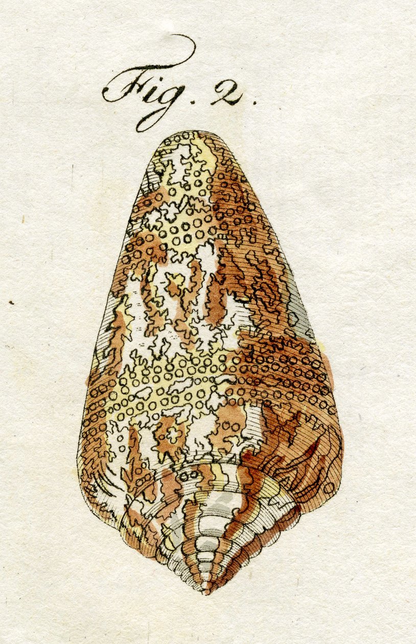 Ilustração do Conus Ammiralis (subespécie Cedonulli), 1790 (gravura colorida à mão) de Jacob Xavier Schmuzer