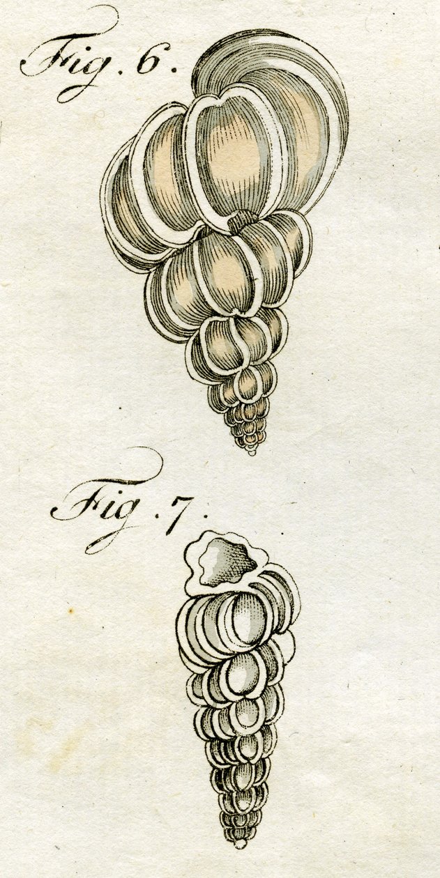 Ilustração, de, turbo, scalaris, 1790, (hand, colorido, engraving) de Jacob Xavier Schmuzer