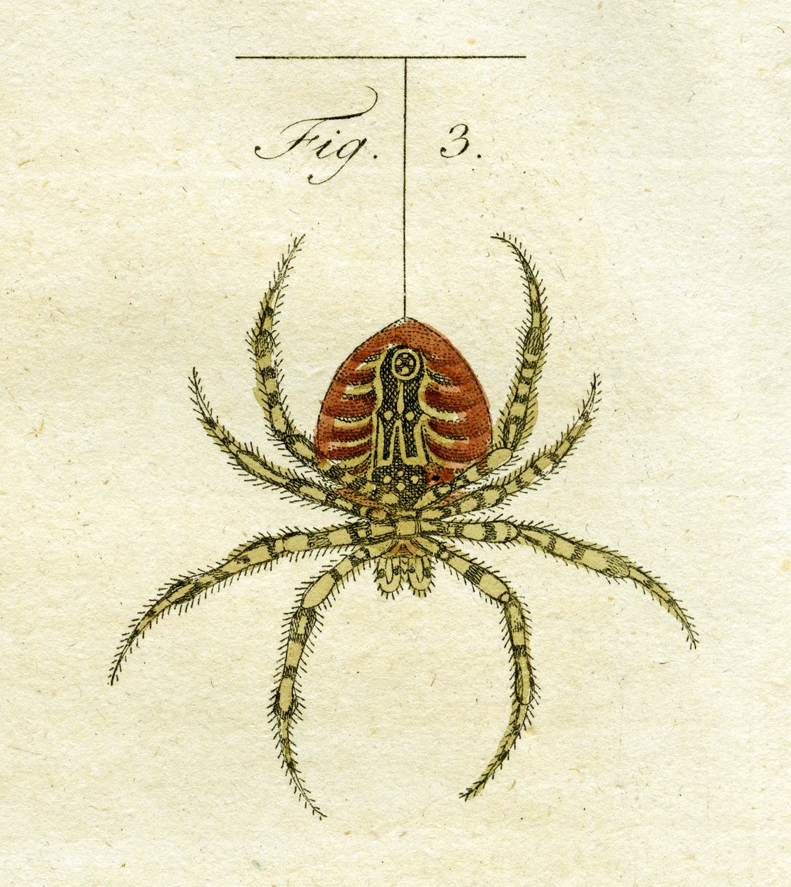 Ilustração de uma aranha, 1790 (gravura colorida à mão) de Jacob Xavier Schmuzer