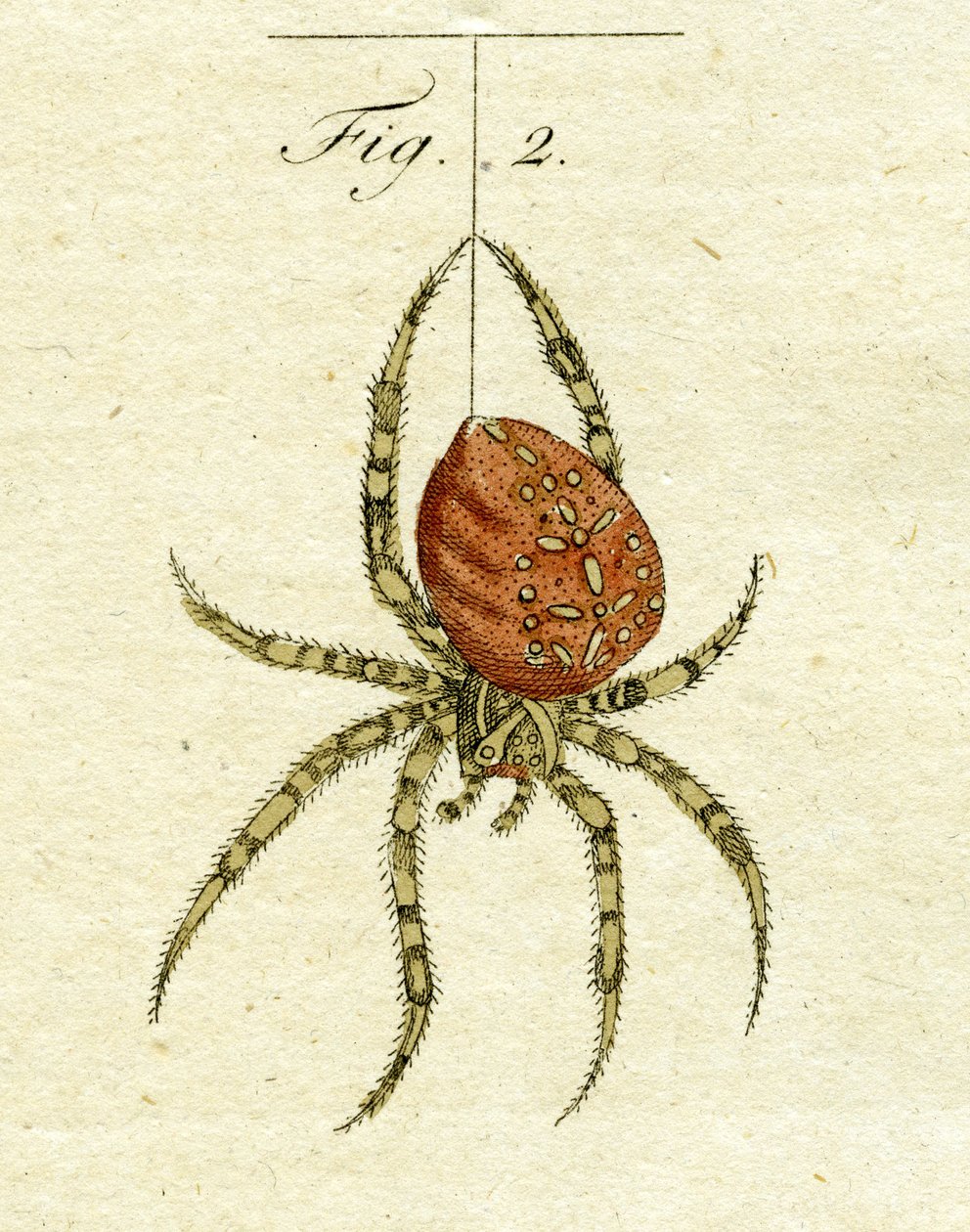 Ilustração de uma aranha, 1790 (gravura colorida à mão) de Jacob Xavier Schmuzer